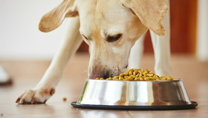 Dog Foods to Avoid and Eat If Your Pet Has a Sensitive Stomach