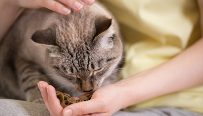 Dry Foods For Cats To Improve Their Health