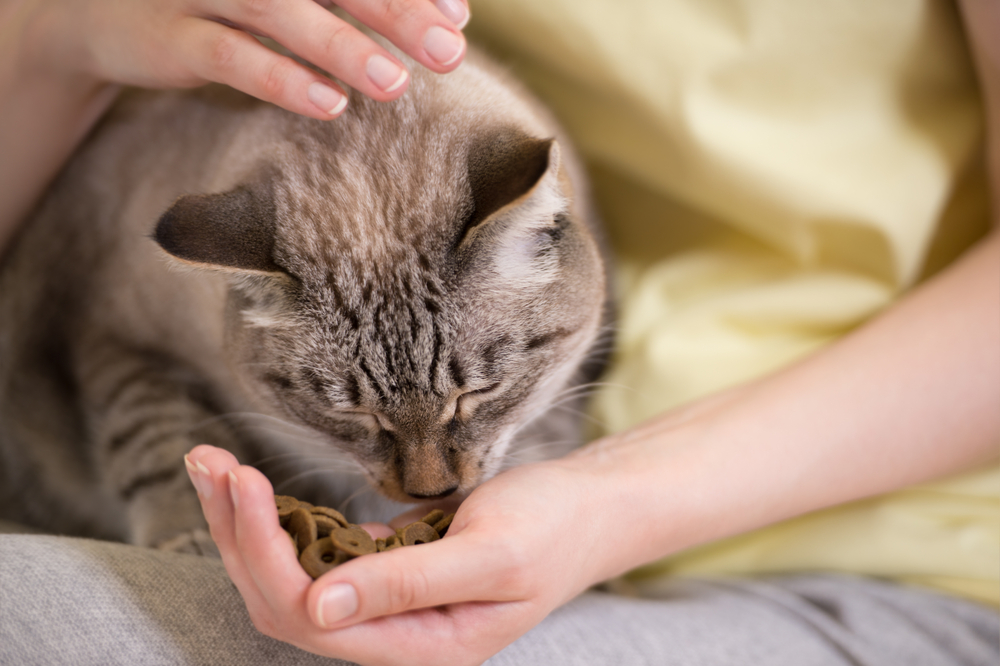 Dry Foods For Cats To Improve Their Health