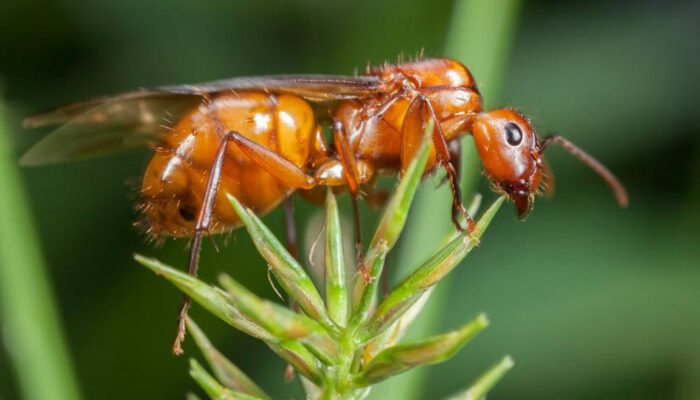 Effective treatments to get rid of fire ants