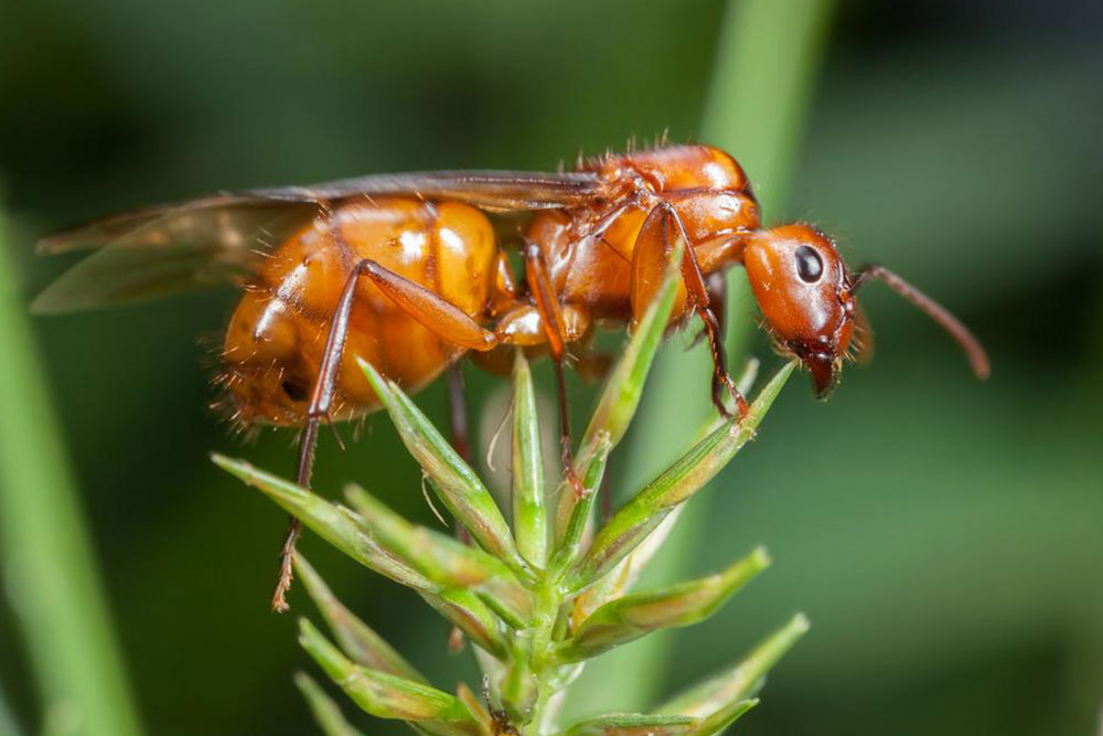 Effective treatments to get rid of fire ants