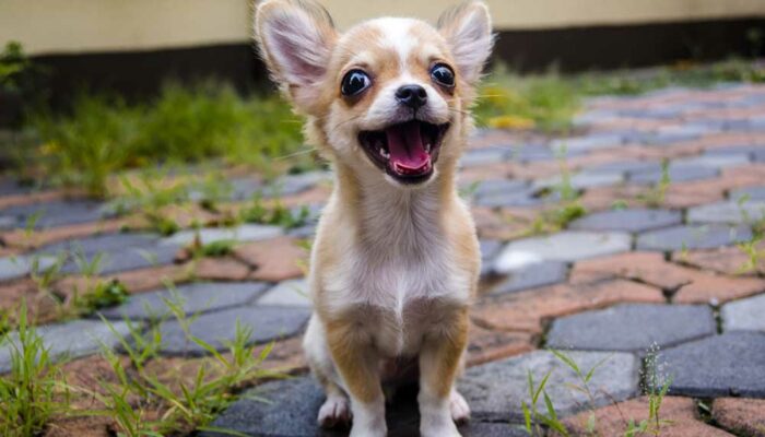 Eight Interesting Facts About Chihuahuas