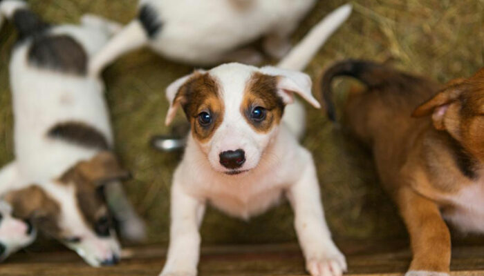 Factors to consider before adopting puppies