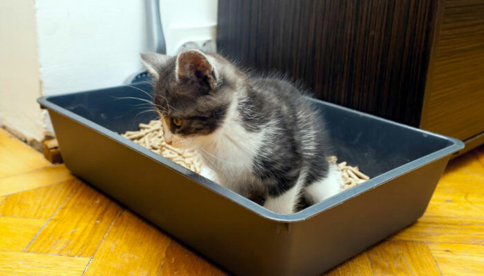 Factors to consider before purchasing automatic cat litter boxes