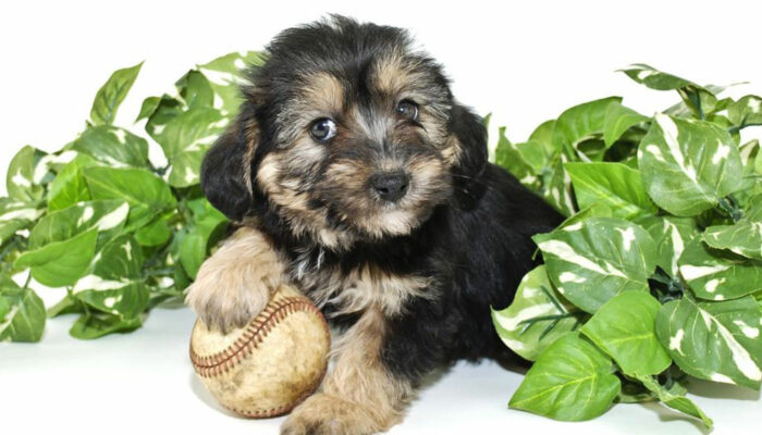 Facts you didn&#8217;t know about Morkie puppies