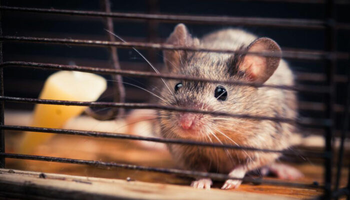 Five questions to ask before you hire a rodent pest control expert