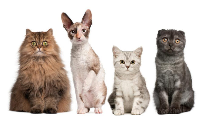 Four cat breeds you must consider bringing home