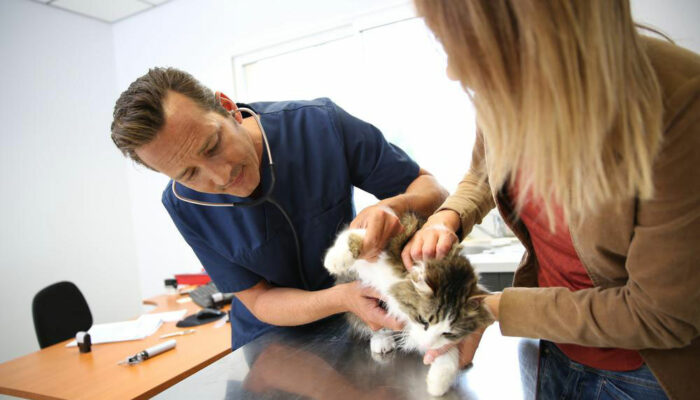 Four best flea treatments available for cats