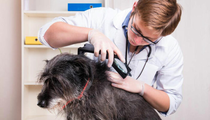 Four diseases dogs may spread to their owners