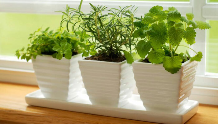 Green kitchens &#8211; growing a garden where you cook