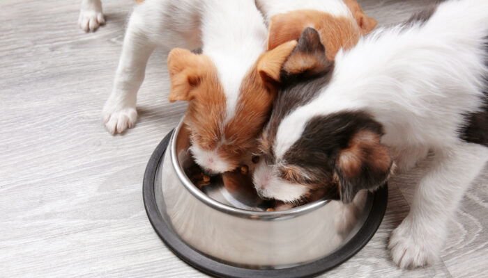 Guide to Choosing the Premium Dog Food