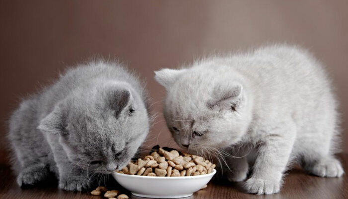 Guide to choose the best dry food for your indoor cat