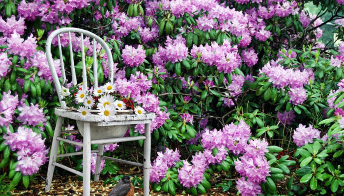 Guide to prune Azaleas