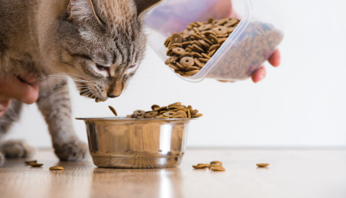 Healthy And Appetizing Cat Foods