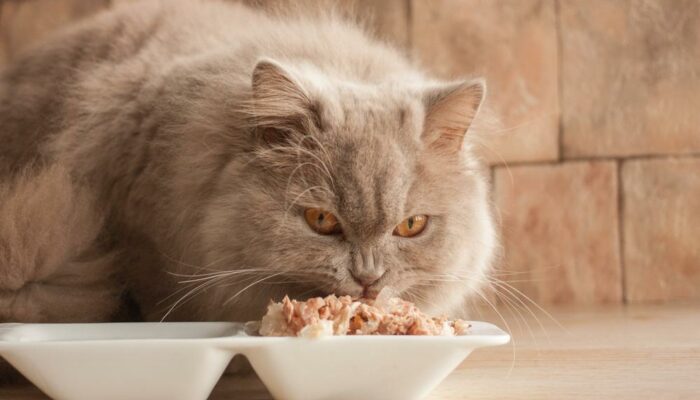 Healthiest food options for cats