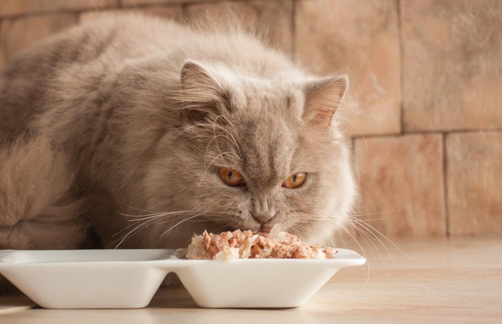 Healthiest food options for cats