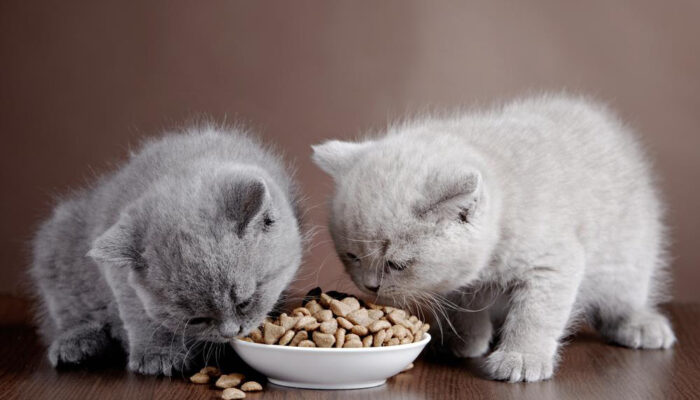 Homemade cat food samples you should be trying immediately