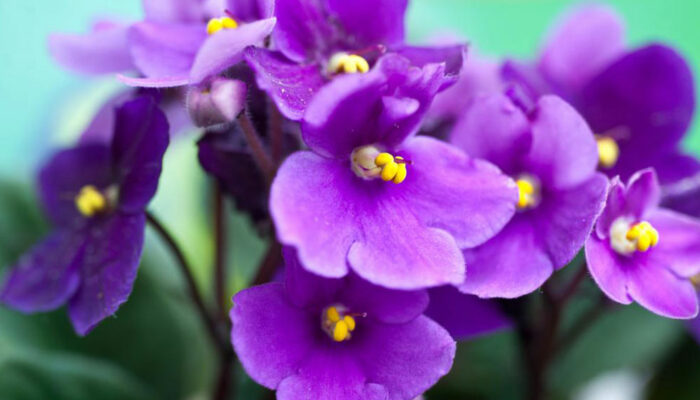 How to care for your African Violets