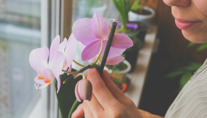 How to care for Orchids indoors