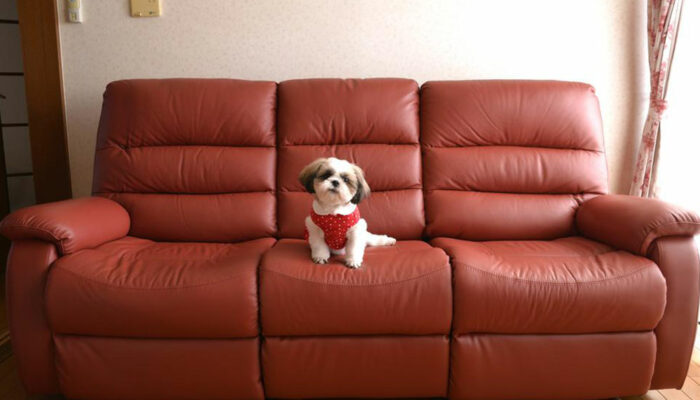 How to choose pet-friendly furniture for your home