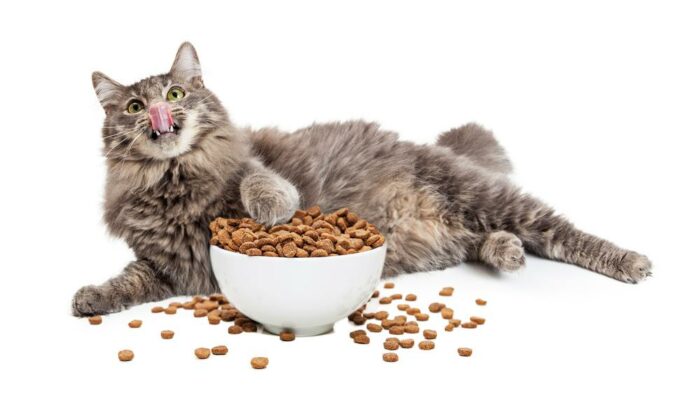 How to choose the right food for your cat