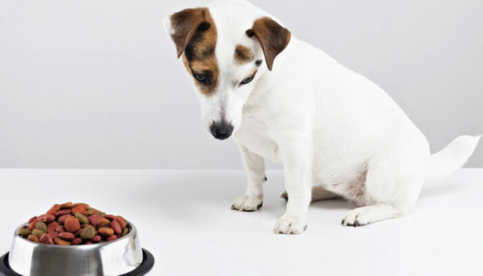 How to develop healthy eating habits for your dog