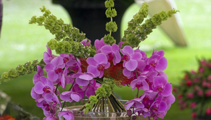 How to get your Moth orchids to rebloom