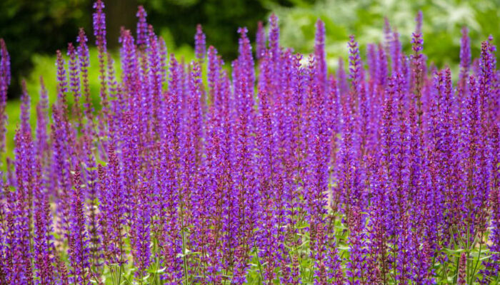 How to grow lavender flower plants