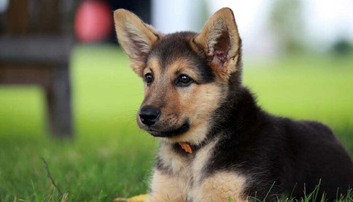 How Ready Are You for Your German Shepherd Pups