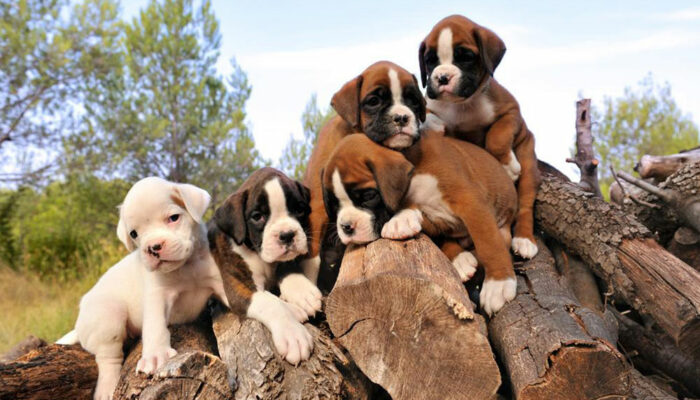 How is pricing done in the case of boxer puppies sale?