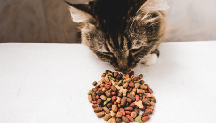 Improving Health Conditions Of Cats With Dry Foods