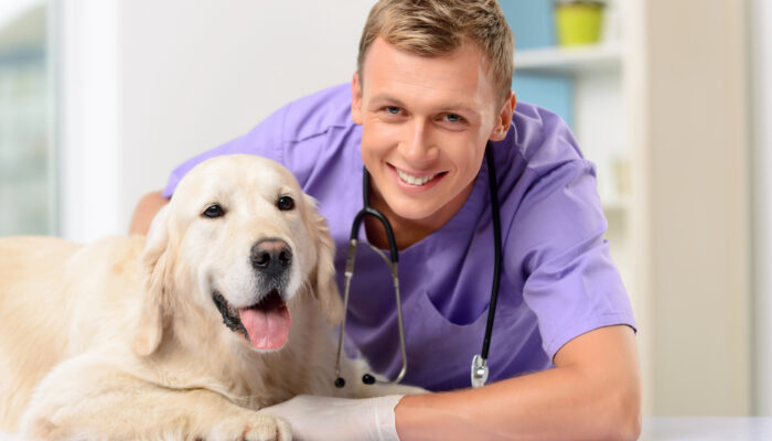 Keep Your Furry Friends Covered With Pet Insurance