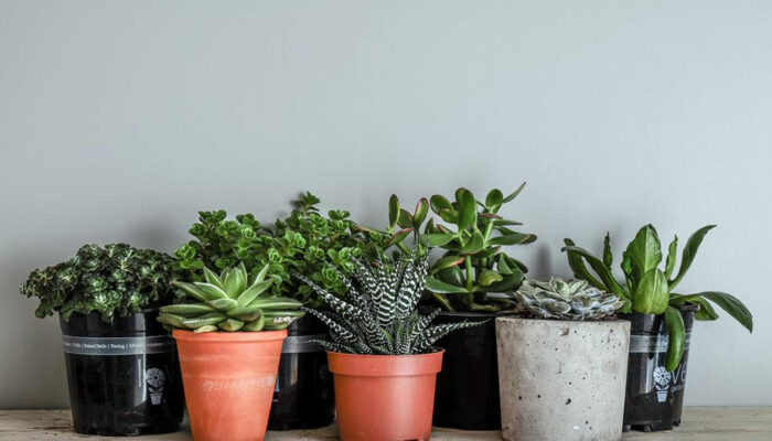 Low maintenance indoor plants