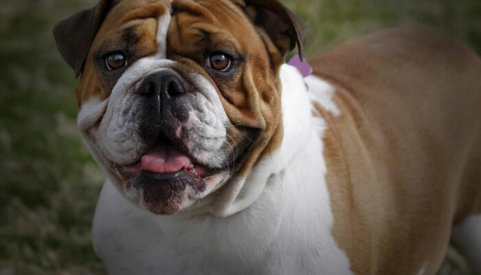 Personality traits of an english bulldog