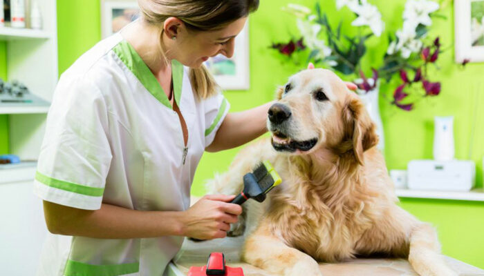 PetSmart grooming coupons for all dog grooming needs