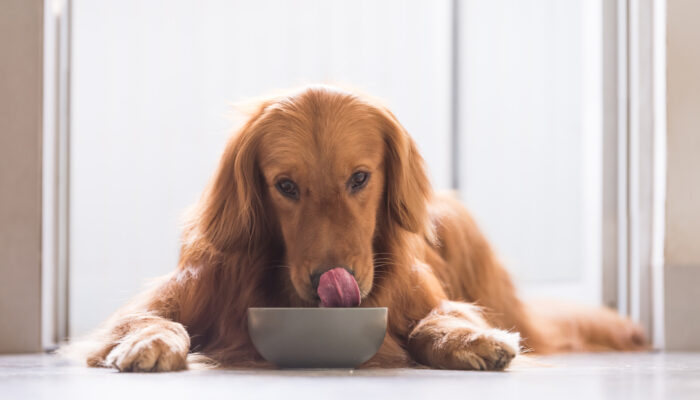 Picking the Best Dog Foods for a Sensitive Stomach