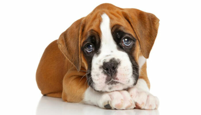 Popular boxer puppies breeders in the country