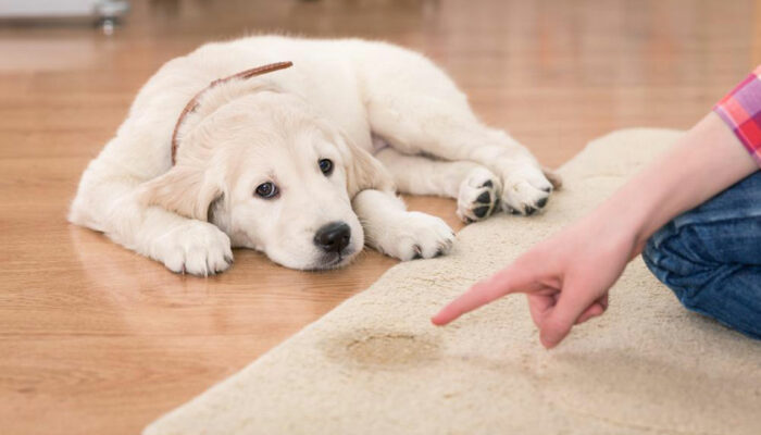 Popular pet urine stain and odor remover products