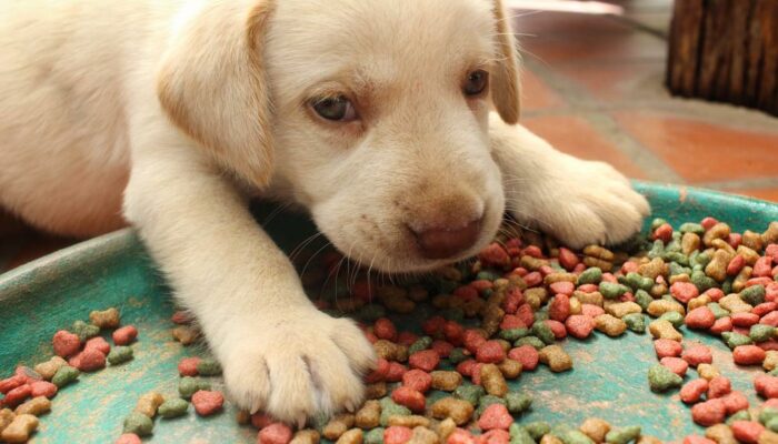 Popular websites to buy puppy food