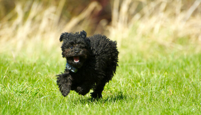 Pros and cons of invisible dog fence