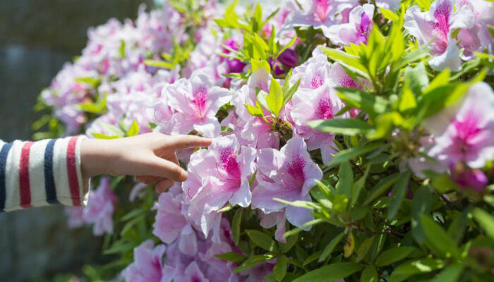 Pruning of the azaleas plant