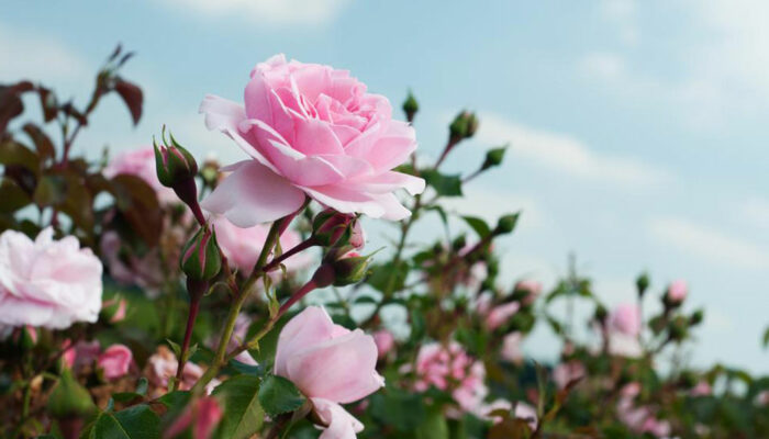 Right way to prune your rose bushes