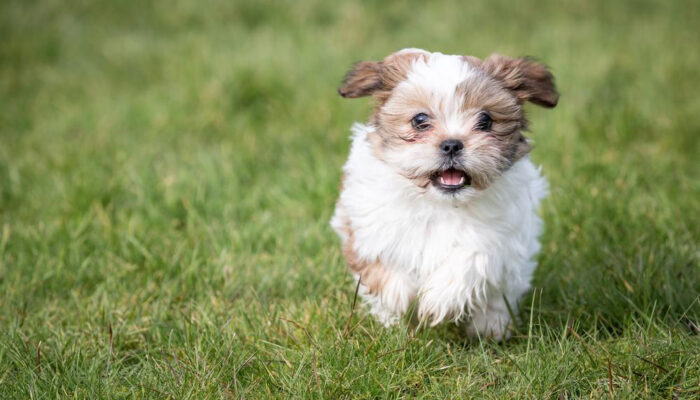 Shih Tzu puppies sale in the US