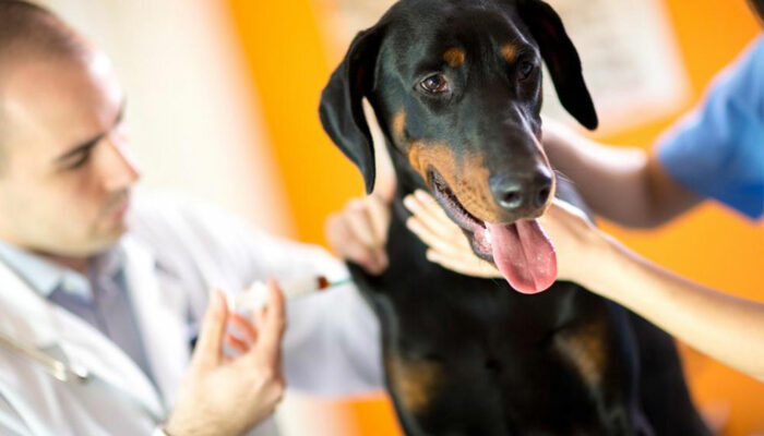 Signs of poisoning in canines