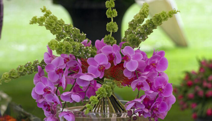 The care your orchids need