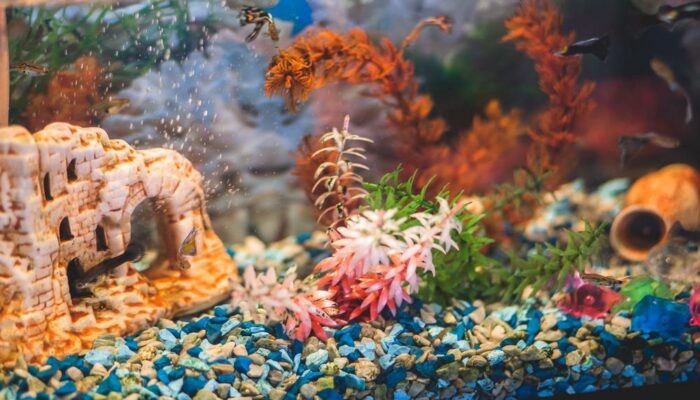 Things to Consider Before Buying an Aquarium