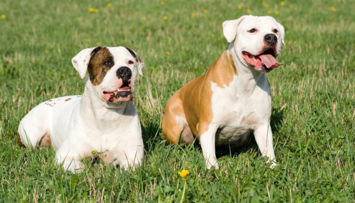 Things to know if you own a english bulldog