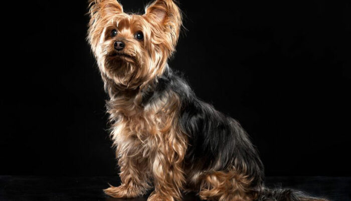 Things you need to find out about a Yorkie on sale