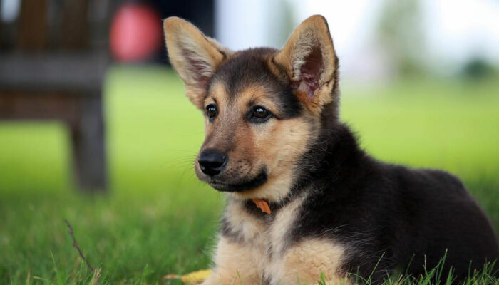 Things you need to know about a German shepherd puppy