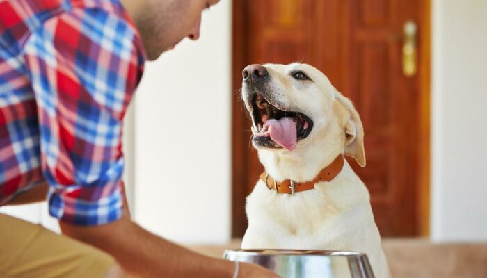 Things You Should Know About The Best Puppy Food In The Market